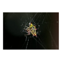 Yellow Spider posters