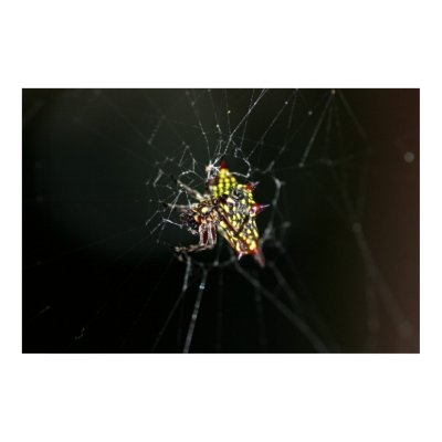 yellow spider picture