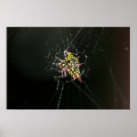 Yellow Spider Print