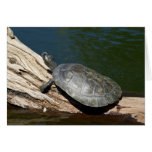 Yellow-spotted Amazon turtle Card
