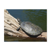 Yellow-spotted Amazon turtle Postcards