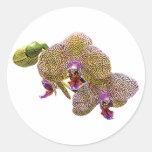 Yellow Spotted Orchid Stickers