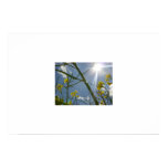 Yellow spring flowers posters