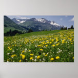 yellow Spring in the mountain flowers Print
