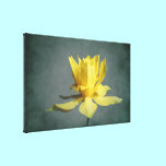 Yellow Spring Narcissus Canvas Print canvas prints