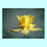 Yellow Spring Narcissus Photo Print posters
