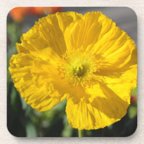 Yellow Spring Poppy Flower cork coasters