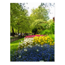 Yellow St. James Park, London, England flowers postcards