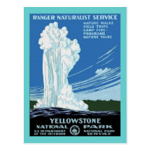 Yellow Stone Park - Old Faithful Geyser Postcard