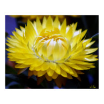 Yellow Strawflower Poster, S Cyr posters by CyrScenes Yellow Strawflower Poster, S Cyr posters