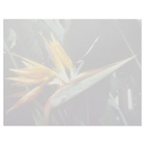 yellow Strelitzia Reginae (Bird Of Paradise) flowe Letterhead Design