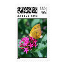 Yellow Sulphur Butterfly postage