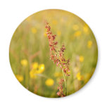 Yellow summer meadow magnets