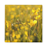 Yellow summer meadow magnets