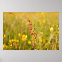 Yellow summer meadow poster