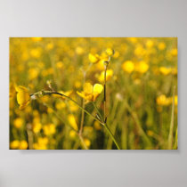 Yellow summer meadow posters