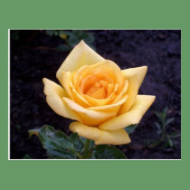 Yellow Summer Rose Postcard postcards
