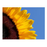 Yellow Sunflower and Blue Sky Post Card