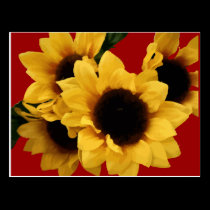 Yellow Sunflower Burgundy Postcard postcards