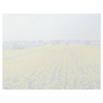 yellow Sunflower field in eastern Croatia flowers Personalized Letterhead