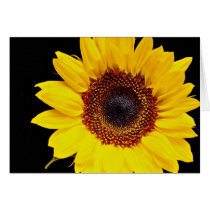 Yellow sunflower  flowers cards