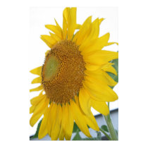 yellow sunflower macro art posters by dereklovessheila yellow sunflower macro art posters