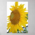 yellow sunflower macro art posters