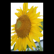 yellow sunflower macro art posters