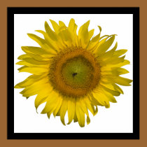 Yellow Sunflower Photograph posters by loraseverson Yellow Sunflower Photograph posters