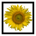 Yellow Sunflower Photograph print