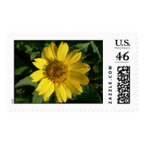 Yellow sunflower. stamps