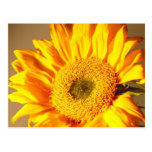 Yellow Sunflower Postcard
