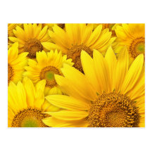 Yellow Sunflowers Post Card