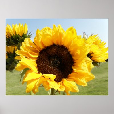 Yellow Sunflowers Poster Print