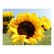 Yellow Sunflowers posters