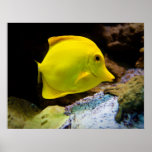 Yellow surgeon posters