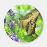 Yellow Swallowtail Butterfly  Circular Magnet
