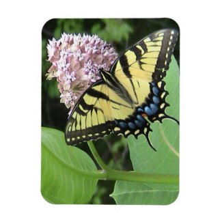 Yellow Swallowtail butterfly Flexi Magnet