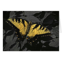 Yellow Swallowtail Butterfly Note Card