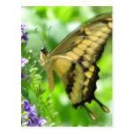 Yellow Swallowtail Butterfly Postcard