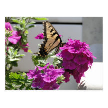 Yellow Swallowtail Butterfly & Purple Flowers Postcards