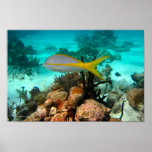Yellow Tailed Snapper Print