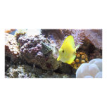 yellow tang photo card photo cards