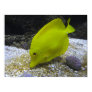 Yellow Tang Photo
