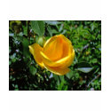 Yellow Tea Rose Flower shirt