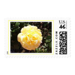 Yellow Tea Rose Postage Stamp