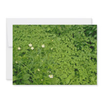 yellow Thimbleweed, Quebec, Canada. flowers Personalized Invitation