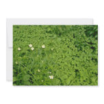 yellow Thimbleweed, Quebec, Canada. flowers Personalized Invitation