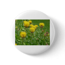 yellow thistle buttons