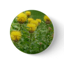 yellow thistle buttons